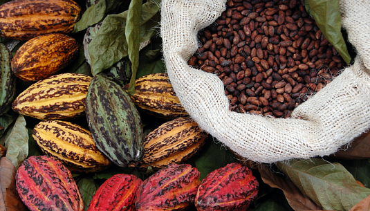 Callebaut Signature Collection: шоколад с характером