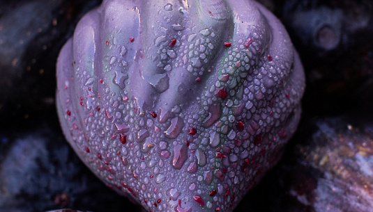 Скажи «инжир»